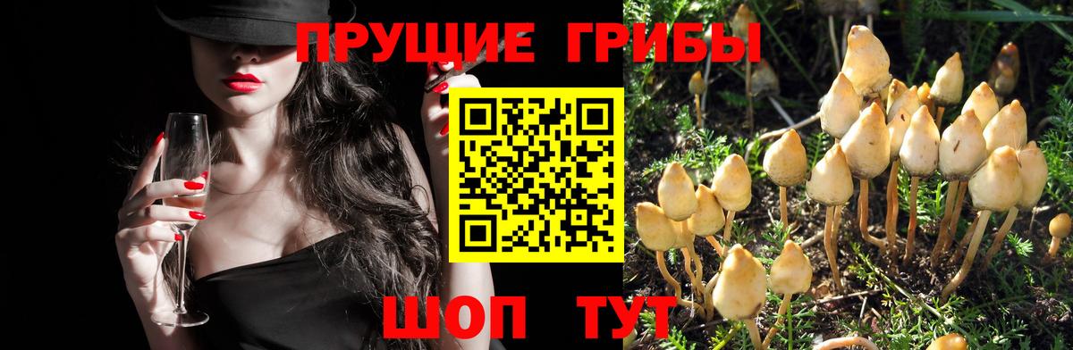 Псилоцибиновые грибы Psilocybe  Вход с VPN  Октябрьский 